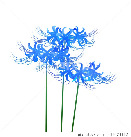 Blue cluster amaryllis 119121112