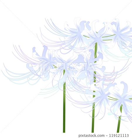 White cluster amaryllis 119121113