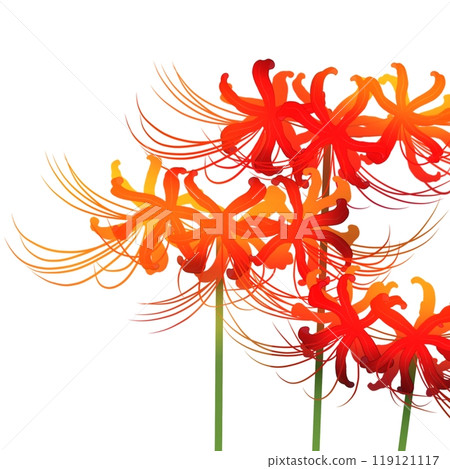 群集孤挺花 119121117