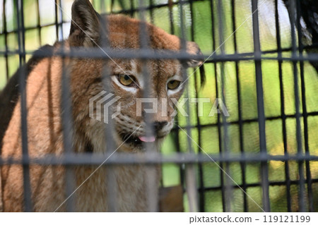 Lynx (Siberian lynx) at Hamura City Zoo (Hinotonton Zoo) Lynx (Siberian lynx) at Hamura City Zoo (Hinotonton Zoo) 119121199
