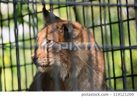山貓 (西伯利亞山貓) 羽村市動物園 (Hinotonton ZOO) 119121200