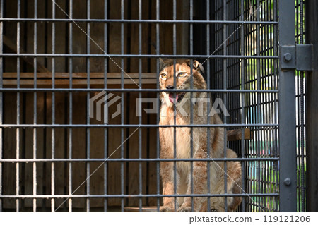 山貓 (西伯利亞山貓) 羽村市動物園 (Hinotonton ZOO) 山貓 (西伯利亞山貓) 羽村市動物園 (Hinotonton ZOO) 119121206