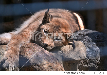 Lynx (Siberian lynx) at Hamura City Zoo (Hinotonton Zoo) 119121211