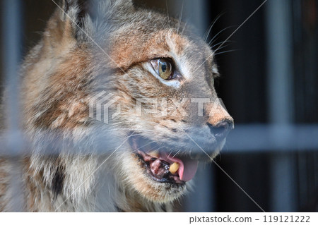 Lynx (Siberian lynx) at Hamura City Zoo (Hinotonton Zoo) 119121222