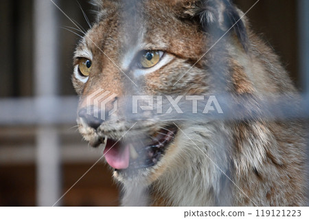 Lynx (Siberian lynx) at Hamura City Zoo (Hinotonton Zoo) 119121223