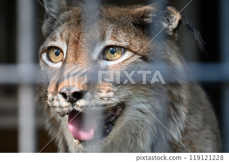 山貓 (西伯利亞山貓) 羽村市動物園 (Hinotonton ZOO) 119121228
