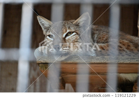 山貓 (西伯利亞山貓) 羽村市動物園 (Hinotonton ZOO) 119121229