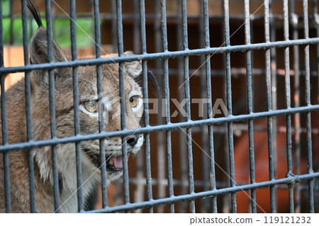 Lynx (Siberian lynx) at Hamura City Zoo (Hinotonton Zoo) Lynx (Siberian lynx) at Hamura City Zoo (Hinotonton Zoo) 119121232