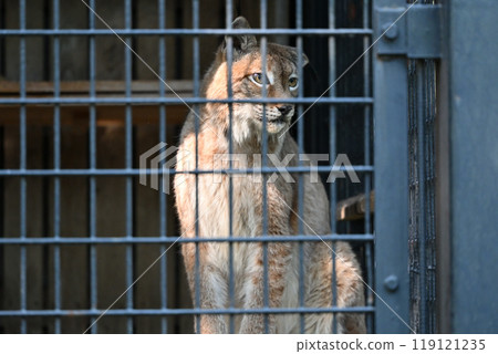 山貓 (西伯利亞山貓) 羽村市動物園 (Hinotonton ZOO) 119121235