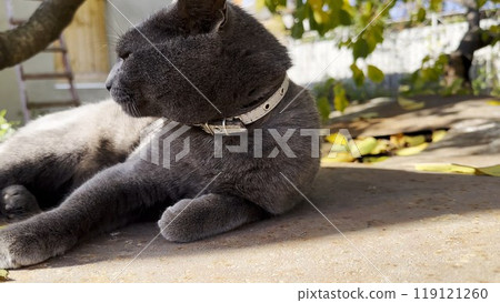 Cute sleepy kitten lying at yard his home at summer day. Pretty gray kitty relaxing at nature. Portrait of resting beautiful cat outdoor. Concept of adorable domestic animal. Close up Slow motion 119121260