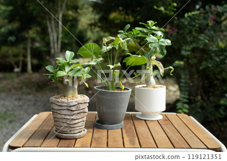 Adenium (Obesum venus arabicum) and Syngonium in the garden 119121351