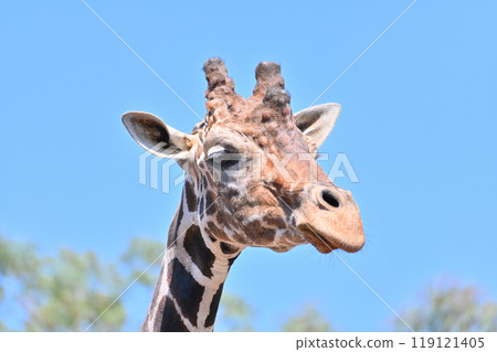 Reticulated giraffe, Hinotonton Zoo (Hamura City Zoological Park) 119121405