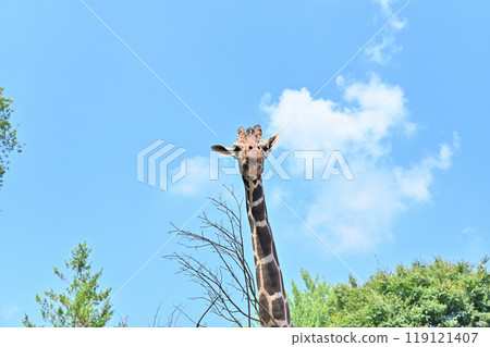 網紋長頸鹿 Hinotonton ZOO（羽村城動物園） 119121407
