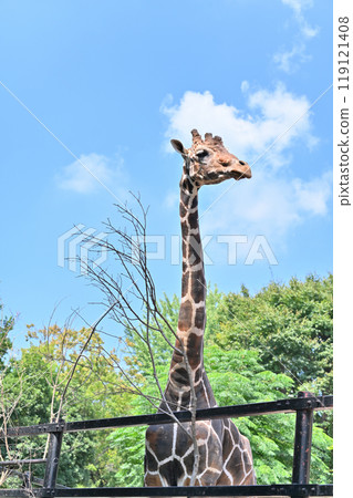 網紋長頸鹿 Hinotonton ZOO(羽村城動物園) 網紋長頸鹿 Hinotonton ZOO(羽村城動物園) 119121408
