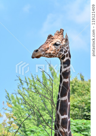 網紋長頸鹿 Hinotonton ZOO（羽村城動物園） 119121409