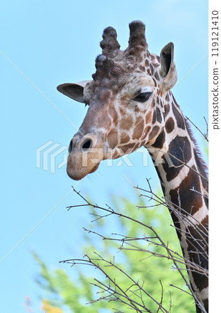 網紋長頸鹿 Hinotonton ZOO(羽村城動物園) 網紋長頸鹿 Hinotonton ZOO(羽村城動物園) 119121410