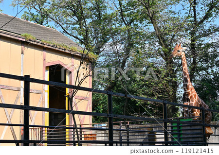 網紋長頸鹿 Hinotonton ZOO(羽村城動物園) 網紋長頸鹿 Hinotonton ZOO(羽村城動物園) 119121415