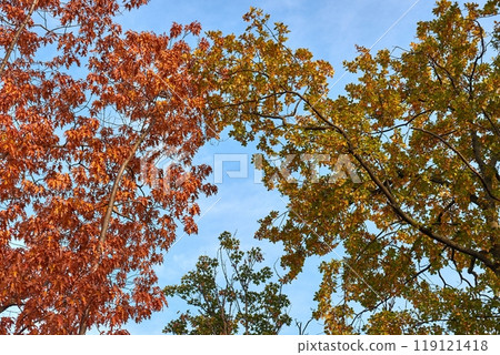 Autumn forest detail, colorful leaves Autumn forest detail, colorful leaves 119121418