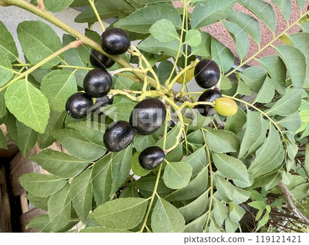 Curry leaves and fruits 119121421