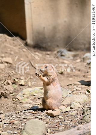 Black-tailed Prairie Dog, Hamura City Zoo (Hinotonton Zoo) Black-tailed Prairie Dog, Hamura City Zoo (Hinotonton Zoo) 119121467