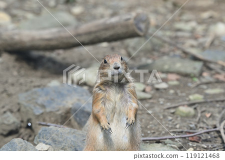 黑尾草原土撥鼠羽村市動物園（Hinotonton ZOO） 119121468