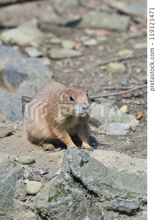 Black-tailed Prairie Dog, Hamura City Zoo (Hinotonton Zoo) 119121471
