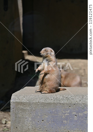 黑尾草原土撥鼠羽村市動物園(Hinotonton ZOO) 黑尾草原土撥鼠羽村市動物園(Hinotonton ZOO) 119121475