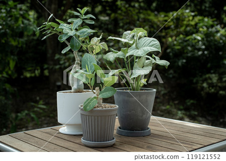 花園裡的夾竹桃(Obesum Venus arabicum)和榕樹 花園裡的夾竹桃(Obesum Venus arabicum)和榕樹 119121552