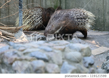 豪豬(印度鬃毛豪豬)羽村市動物園(Hinotonton ZOO) 豪豬(印度鬃毛豪豬)羽村市動物園(Hinotonton ZOO) 119121599