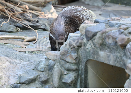 Porcupine (Indian maned porcupine) Hamura City Zoo (Hinotonton Zoo) 119121600