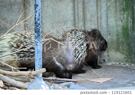 Porcupine (Indian maned porcupine) Hamura City Zoo (Hinotonton Zoo) 119121601