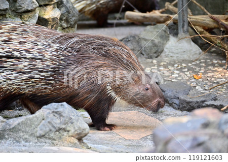 Porcupine (Indian maned porcupine) Hamura City Zoo (Hinotonton Zoo) 119121603
