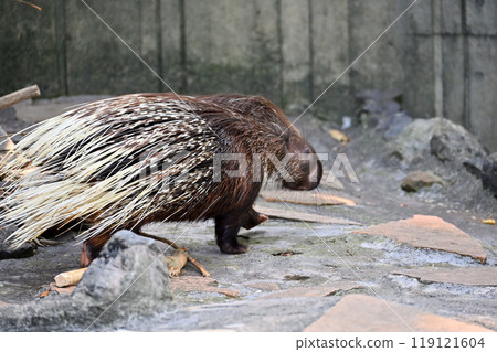 豪豬(印度鬃毛豪豬)羽村市動物園(Hinotonton ZOO) 豪豬(印度鬃毛豪豬)羽村市動物園(Hinotonton ZOO) 119121604
