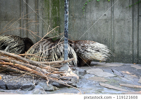 Porcupine (Indian maned porcupine) Hamura City Zoo (Hinotonton Zoo) Porcupine (Indian maned porcupine) Hamura City Zoo (Hinotonton Zoo) 119121608