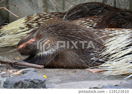 Porcupine (Indian maned porcupine) Hamura City Zoo (Hinotonton Zoo) Porcupine (Indian maned porcupine) Hamura City Zoo (Hinotonton Zoo) 119121610
