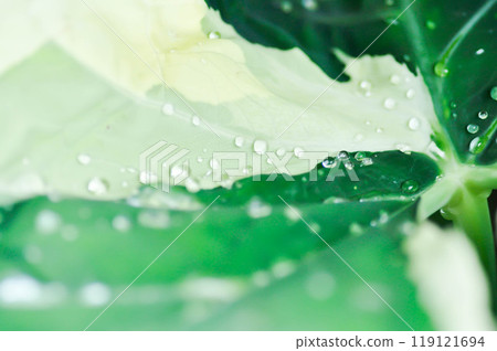Albomarginata, Araceae or Schott or Xanthosoma sagittifolium or XANTHOSOMA or Mickey Mouse Plant and rain drop 119121694