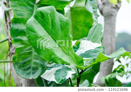 Ficus lyrata Warb or fiddle fig , Ficus lyrata or Ficus and rain drop 119121696