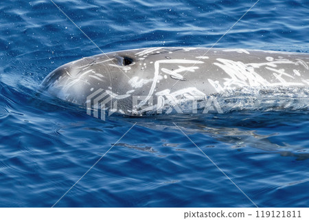 Adult Risso's dolphin detail close up Adult Risso's dolphin detail close up 119121811