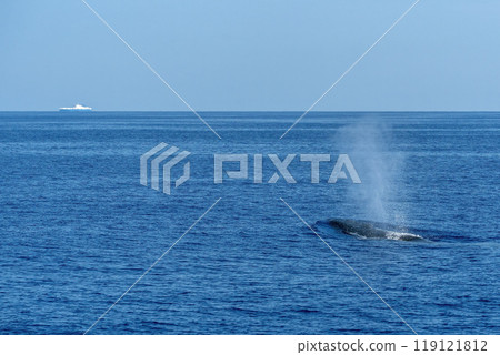 A Balaenoptera physalus, the common fin whale navigates in front of the coast of Imperia Italy during it's migration to Ligurian sea. A Balaenoptera physalus, the common fin whale navigates in front of the coast of Imperia Italy during it's migration to Ligurian sea. 119121812