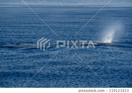 A Balaenoptera physalus, the common fin whale navigates in front of the coast of Imperia Italy during it's migration to Ligurian sea. 119121813