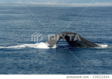 sperm whale tail diving in mediterranean sperm whale tail diving in mediterranean 119121814