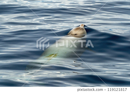 Cuvier's beaked whale Damaged by propeller impact collision 119121817