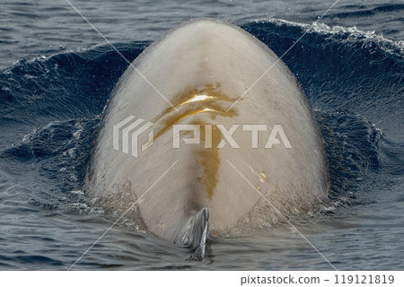 Cuvier's beaked whale Damaged by propeller impact collision Cuvier's beaked whale Damaged by propeller impact collision 119121819