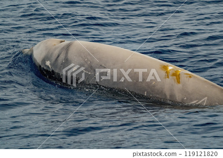 Cuvier's beaked whale Damaged by propeller impact collision Cuvier's beaked whale Damaged by propeller impact collision 119121820