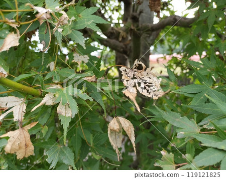 Maple tree with eaten leaves Maple tree with eaten leaves 119121825
