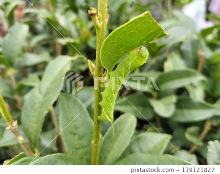 Caterpillar Caterpillar 119121827