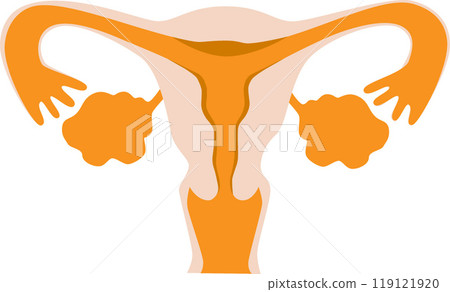 Human female reproductive system Gynecology Human female reproductive system Gynecology 119121920