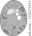 Yeast organelles electron microscope image 119121921