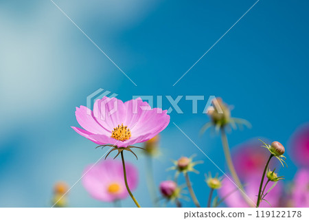 在秋天天空的桃紅色波斯菊 119122178