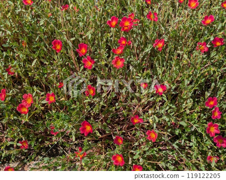 Red portulaca flowers blooming in autumn park 119122205